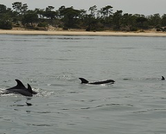 Golfinhos 1