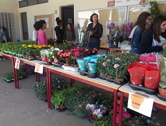 feira plantas 2016 3