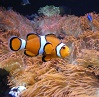 visita oceanario 4