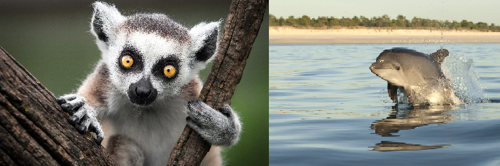 lemur golfino