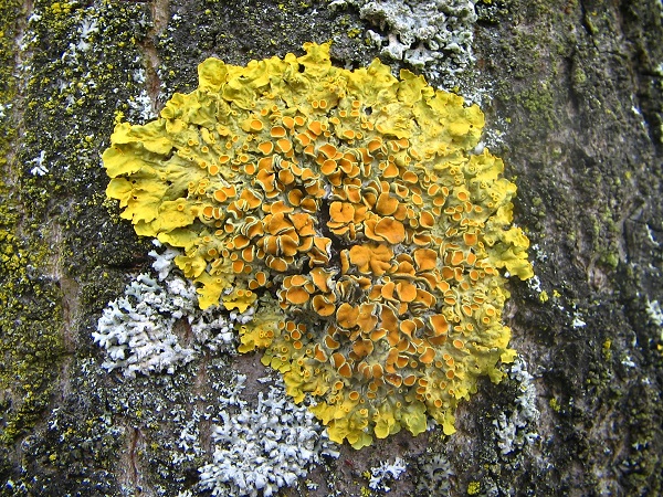 Xanthoria parietina Taka